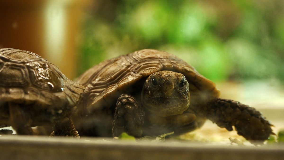 Do Česka se poprvé dostaly vzácné mini želvy
